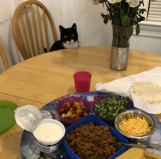 Illustration de l'article : 19 photos prouvant que les chats ne manquent jamais d'idées pour nous surprendre