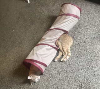 Illustration de l'article : 19 photos prouvant que les chats ne manquent jamais d'idées pour nous surprendre