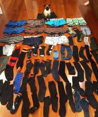 Illustration de l'article : 19 photos prouvant que les chats ne manquent jamais d'idées pour nous surprendre