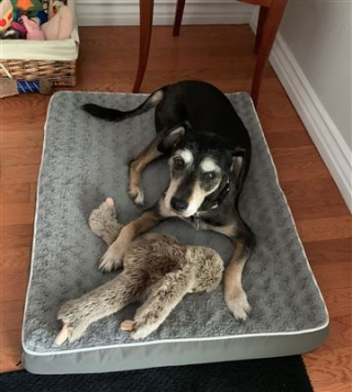 Illustration de l'article : Face à la mort, cet homme s'est donné une dernière tâche : garantir le bonheur futur de son fidèle compagnon canin