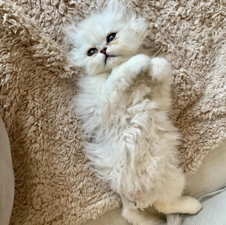 Illustration de l'article : Un amour sans limite : quand une vétérinaire sauve et adopte un chaton piégé dans son propre foyer