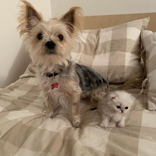 Illustration de l'article : Un amour sans limite : quand une vétérinaire sauve et adopte un chaton piégé dans son propre foyer