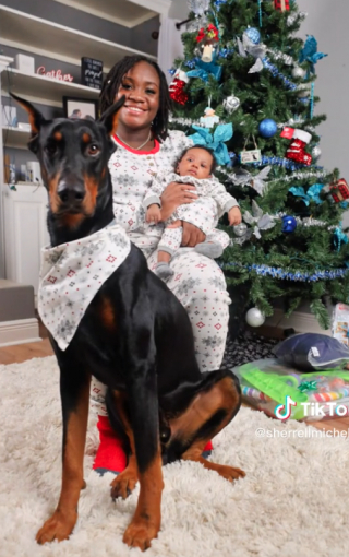 Illustration de l'article : Un Dobermann est surpris de voir le ventre de sa maîtresse enceinte bouger, et a une réaction très touchante (vidéo)