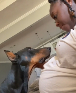 Illustration de l'article : Un Dobermann est surpris de voir le ventre de sa maîtresse enceinte bouger, et a une réaction très touchante (vidéo)