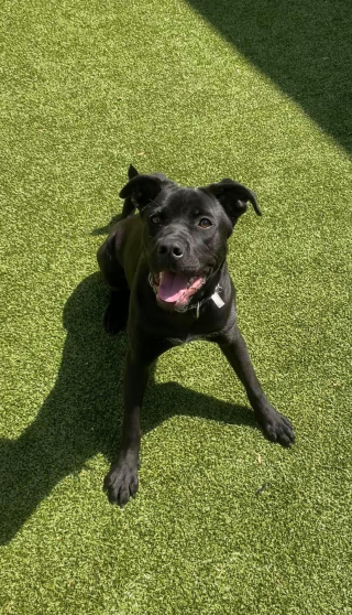 Illustration de l'article : Un homme remarque une valise bouger toute seule, et découvre 4 chiots à l’intérieur