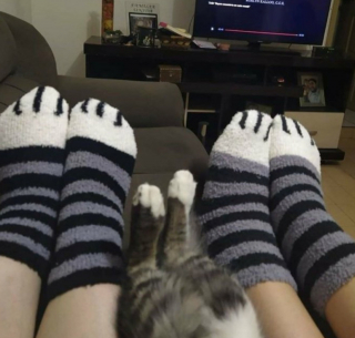 Illustration de l'article : 20 photos illustrant ce petit grain de folie qu'ont nos chats et qui fait que nous les adorons