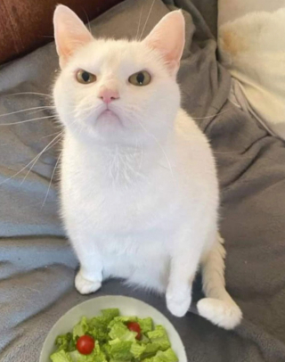 Illustration de l'article : 20 photos illustrant ce petit grain de folie qu'ont nos chats et qui fait que nous les adorons