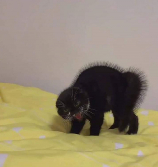 Illustration de l'article : 20 photos illustrant ce petit grain de folie qu'ont nos chats et qui fait que nous les adorons