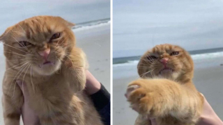 Illustration de l'article : 20 photos illustrant ce petit grain de folie qu'ont nos chats et qui fait que nous les adorons