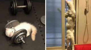 Illustration de l'article : 20 photos illustrant ce petit grain de folie qu'ont nos chats et qui fait que nous les adorons