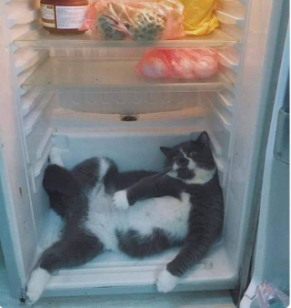 Illustration de l'article : 20 photos illustrant ce petit grain de folie qu'ont nos chats et qui fait que nous les adorons