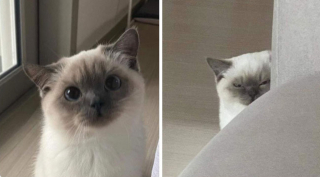 Illustration de l'article : 20 photos illustrant ce petit grain de folie qu'ont nos chats et qui fait que nous les adorons