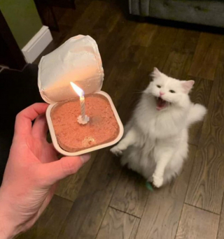 Illustration de l'article : 20 photos illustrant ce petit grain de folie qu'ont nos chats et qui fait que nous les adorons