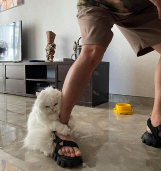 Illustration de l'article : 20 photos illustrant ce petit grain de folie qu'ont nos chats et qui fait que nous les adorons