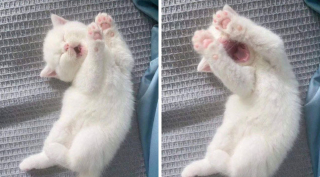 Illustration de l'article : 20 photos illustrant ce petit grain de folie qu'ont nos chats et qui fait que nous les adorons