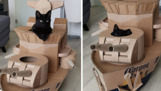 Illustration de l'article : 20 photos illustrant ce petit grain de folie qu'ont nos chats et qui fait que nous les adorons