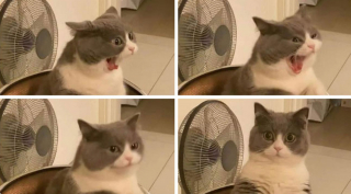 Illustration de l'article : 20 photos illustrant ce petit grain de folie qu'ont nos chats et qui fait que nous les adorons