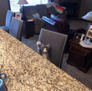 Illustration de l'article : 20 photos illustrant ce petit grain de folie qu'ont nos chats et qui fait que nous les adorons