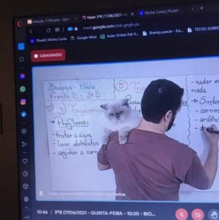 Illustration de l'article : 20 photos illustrant ce petit grain de folie qu'ont nos chats et qui fait que nous les adorons