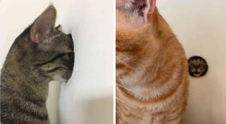 Illustration de l'article : 20 photos illustrant ce petit grain de folie qu'ont nos chats et qui fait que nous les adorons