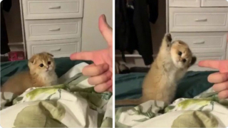 Illustration de l'article : 20 photos illustrant ce petit grain de folie qu'ont nos chats et qui fait que nous les adorons