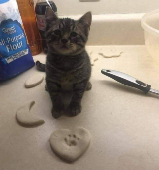 Illustration de l'article : 20 photos illustrant ce petit grain de folie qu'ont nos chats et qui fait que nous les adorons