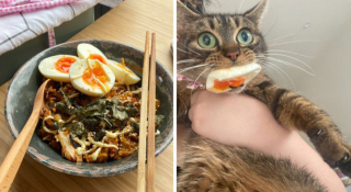 Illustration de l'article : 20 photos illustrant ce petit grain de folie qu'ont nos chats et qui fait que nous les adorons