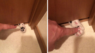 Illustration de l'article : 20 photos illustrant ce petit grain de folie qu'ont nos chats et qui fait que nous les adorons