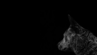 Illustration de l'article : Les chiens descendraient d’au moins 2 populations de loups bien distinctes, selon une étude récente