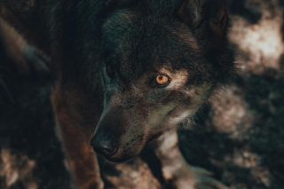 Illustration de l'article : Les chiens descendraient d’au moins 2 populations de loups bien distinctes, selon une étude récente