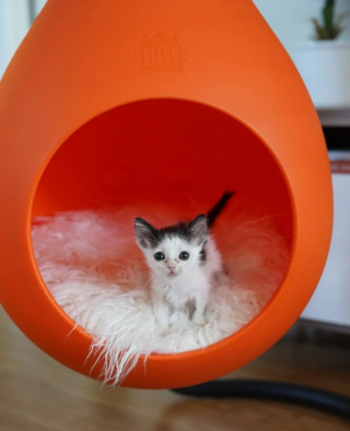 Illustration de l'article : Un chaton en situation de maigreur extrême se métamorphose entre les bras de sa bienfaitrice (vidéo)