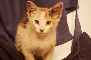 Illustration de l'article : Un chaton curieux embarque sur un navire marchand et traverse la Méditerranée pendant 3 jours