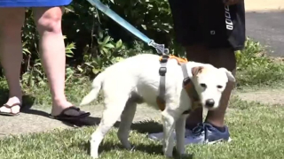 Illustration de l'article : Un garçon de 13 ans parvient à retrouver un chien disparu depuis plusieurs jours