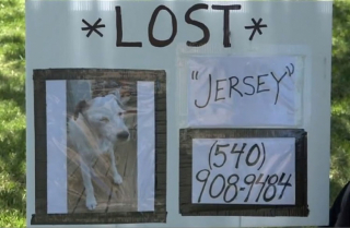 Illustration de l'article : Un garçon de 13 ans parvient à retrouver un chien disparu depuis plusieurs jours