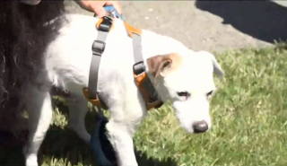 Illustration de l'article : Un garçon de 13 ans parvient à retrouver un chien disparu depuis plusieurs jours