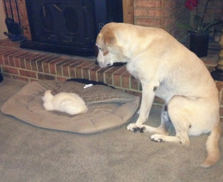 Illustration de l'article : 20 des caractéristiques que possèdent les Labradors et expliquant pourquoi ils sont si populaires