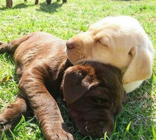 Illustration de l'article : 20 des caractéristiques que possèdent les Labradors et expliquant pourquoi ils sont si populaires