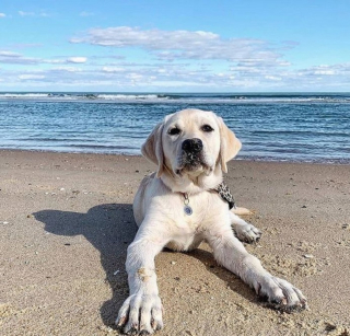 Illustration de l'article : 20 des caractéristiques que possèdent les Labradors et expliquant pourquoi ils sont si populaires