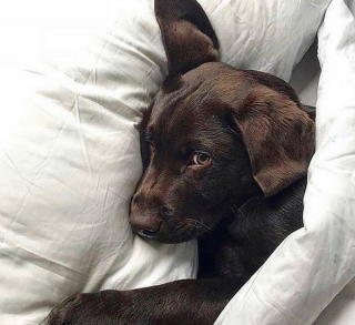 Illustration de l'article : 20 des caractéristiques que possèdent les Labradors et expliquant pourquoi ils sont si populaires