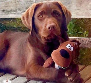 Illustration de l'article : 20 des caractéristiques que possèdent les Labradors et expliquant pourquoi ils sont si populaires