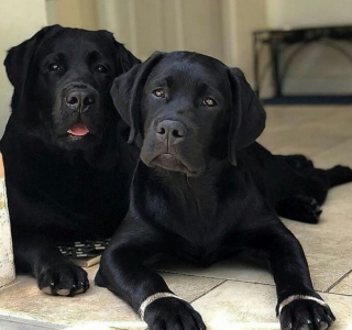 Illustration de l'article : 20 des caractéristiques que possèdent les Labradors et expliquant pourquoi ils sont si populaires