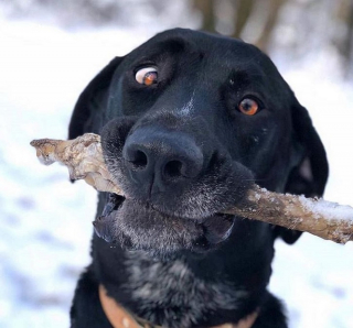 Illustration de l'article : 20 des caractéristiques que possèdent les Labradors et expliquant pourquoi ils sont si populaires