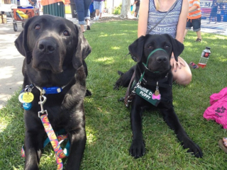 Illustration de l'article : 20 des caractéristiques que possèdent les Labradors et expliquant pourquoi ils sont si populaires