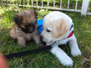 Illustration de l'article : 20 des caractéristiques que possèdent les Labradors et expliquant pourquoi ils sont si populaires