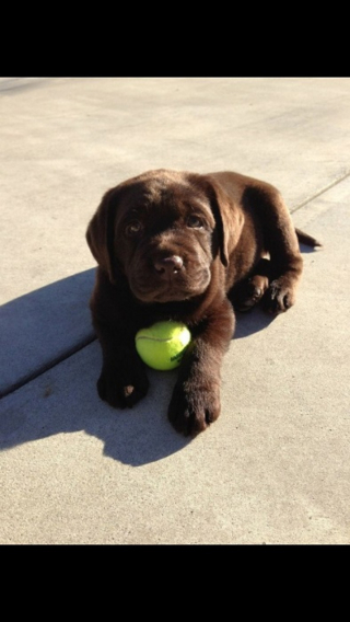 Illustration de l'article : 20 des caractéristiques que possèdent les Labradors et expliquant pourquoi ils sont si populaires