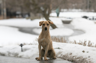 Illustration de l'article : Une bénévole emmène un chien de refuge en vacances dans un cottage, pour lui offrir une coupure bien méritée (vidéo)