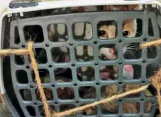 Illustration de l'article : Le personnel d’un aéroport se démène pour retrouver le chat d’une passagère, qui s’est échappé de la soute d’un avion