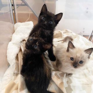 Illustration de l'article : Cette chatonne à 3 pattes prouve au monde que son handicap n’est pas un frein