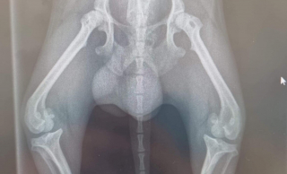 Illustration de l'article : Un refuge appelle à l’aide pour financer l’opération d’un Chihuahua aux pattes déformées et douloureuses