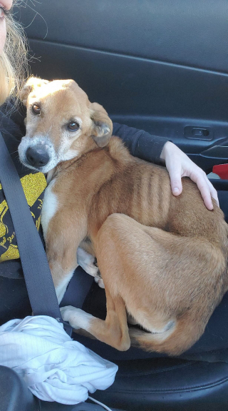 Illustration de l'article : Une chienne, retrouvée avec la peau sur les os au bord de la route, a choisi d'accorder sa confiance à ses sauveteurs